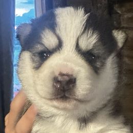 Rocket 🧨 - Pomsky puppy in Findlay, Ohio from You Me & Our Pomskies