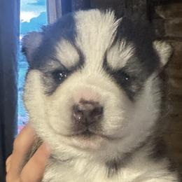Rocket 🧨 - Pomsky puppy in Findlay, Ohio from You Me & Our Pomskies