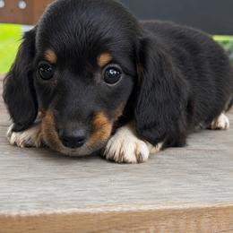 Flynn - Piebald male Dachshund puppy in Greenup, Kentucky from Tygart Creek Dachshunds