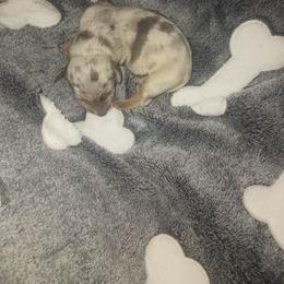 Boy 1 - Dapple male Dachshund puppy in Michigan from Amberly's Dachshunds