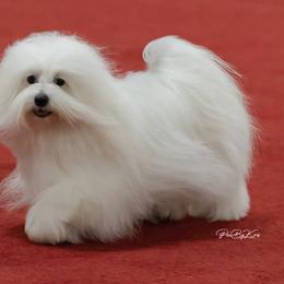 Sally/Sallie - Coton de Tulear