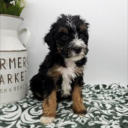Tulip - Tri-color female Bernedoodle puppy in Granton, Wisconsin from Rose River Farms