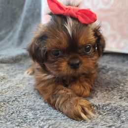 Shih Tzu Puppies from FurryTails Shih-tzu