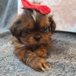 Shih Tzu Puppies from FurryTails Shih-tzu