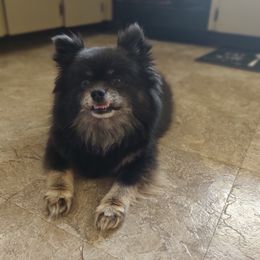 Nova - Pomsky