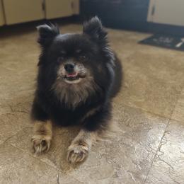Nova - Pomsky