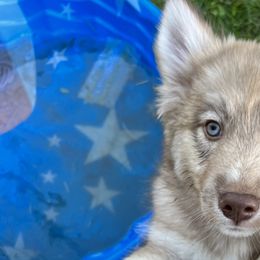 Girl 2 - Siberian Husky puppy in Washington from Soulful Heart Siberians