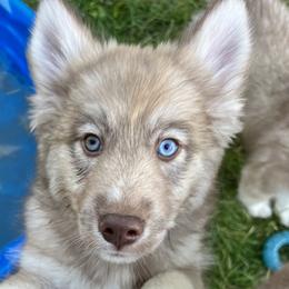 Girl 2 - Siberian Husky puppy in Washington from Soulful Heart Siberians