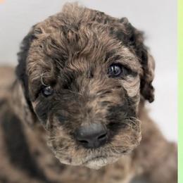 Clyde - Merle male Saint Berdoodle puppy in Beach, North Dakota from Badland St. Berdoodles LLC
