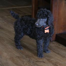 Poodle Puppies from RK'S Pets