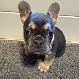 French Bulldog Puppies from Wyatt and co Frenchies