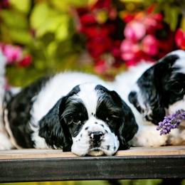 Cocker Spaniel Puppies from Cuttin Blue Farms