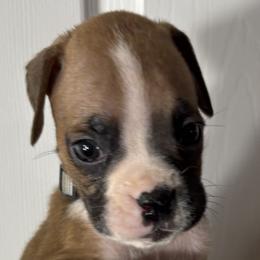 Milo - Fawn male Boxer puppy in Ocala, Florida from Bowers Boxers