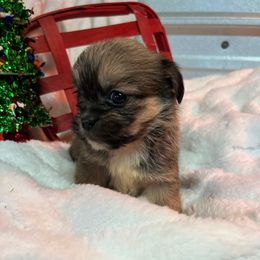 Tila - Fawn sable female Pekingese puppy in Elgin, South Carolina from Silver Bells Paw Prints