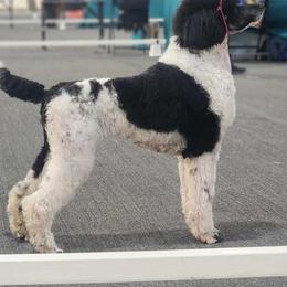 Allure - Poodle