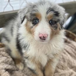 Girl 4: Dahlia - Blue merle female Australian Shepherd puppy in Volant, Pennsylvania from Addie's Aussies