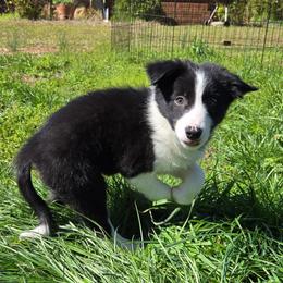 Doc - Black and white male Border Collie puppy in Piedmont, South Carolina from Soaring Borders Border Collies