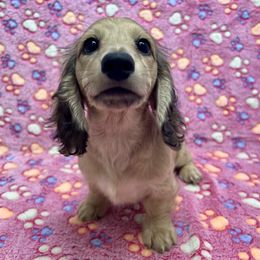 Purple Collar Girl - Cream female Dachshund puppy in Stillwater, Oklahoma from Extreme Cream Doxie Ranch
