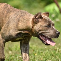 Cane Corso Puppies from Willow Creek Cane Corsos