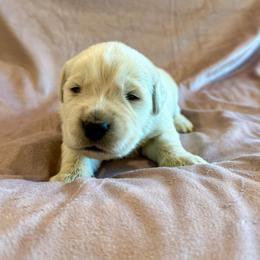 Marshall - Light golden male Golden Retriever puppy in Oregon from Bliss Retrievers