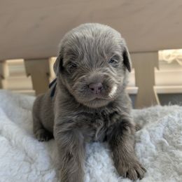 Red Boy - Beige male Newfoundland puppy in Independence, Missouri from K & L Ranch