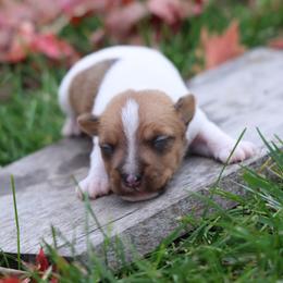 Righty - Tan and white male Jack Russell Terrier puppy in West Bend, Iowa from Blue Skies Terriers