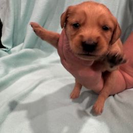 Mrs Potato Head:Yellow Collar - Dark golden female Golden Retriever puppy in Monterey, Tennessee from Lawson’s Green Acres Goldens and Doodles