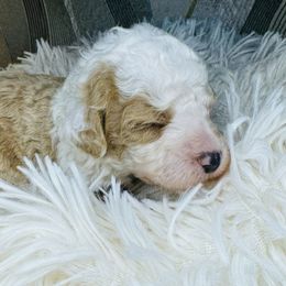 Waldo - Yellow and white male Bernedoodle puppy in Saint Francis, Kansas from Land of Oz Doodles