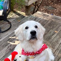 Golden Retriever All Grown Up from Vicki Wall's Golden Retrievers