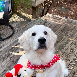 Golden Retriever All Grown Up from Vicki Wall's Golden Retrievers
