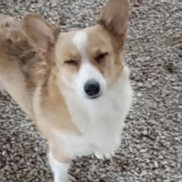 Pebbles - Pembroke Welsh Corgi