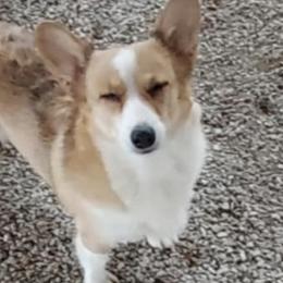 Pebbles - Pembroke Welsh Corgi