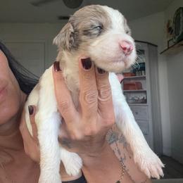 Wynter - Red merle male Assorted Doodle Crosses puppy in Port Saint Lucie, Florida from Sommerdoodle