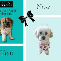 Morkie and Shorkie Puppies from Lil Luxe Pups