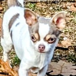 Augie - Chihuahua
