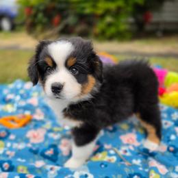 Freya - Black tri female Miniature American Shepherd puppy in Kalama, Washington from Lone Pine Miniature American Shepherds