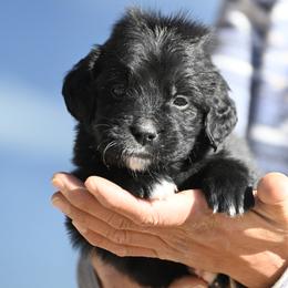 Boy 2 - male Golden Mountain Dog puppy in Loveland, Colorado from Grateful Bernese & Gage's Goldens