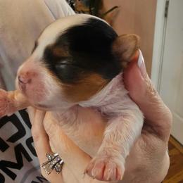 Morning Surprise - Black tan and white female Biewer Terrier puppy in Lebanon, Oregon from SD99Biewers