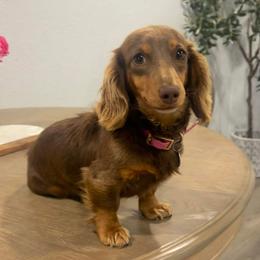 Penny - Dachshund