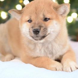 Boy 3 🩵 Red Boy - Red male Shiba Inu puppy in Neosho, Missouri from Sunny Terrace Shibas