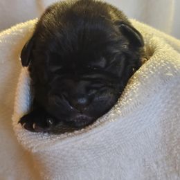Boy 4 - male Cane Corso puppy in Winchester, Virginia from Paladin's Cane Corsos