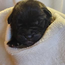 Boy 4 - male Cane Corso puppy in Winchester, Virginia from Paladin's Cane Corsos