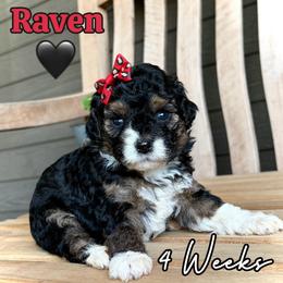 Raven - Tri-color female Bernedoodle puppy in Runaway Bay, Texas from Green Ranch Doodles
