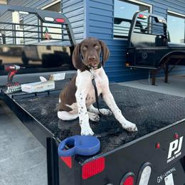 German Shorthaired Pointer Puppies from Tipsy Rabbit GSP TopDog Kennel