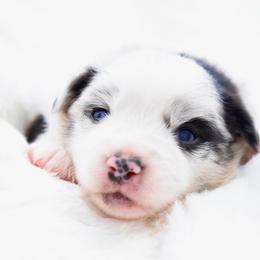 Poetic - Blue merle female Toy Australian Shepherd puppy in Chickasha, Oklahoma from Rustic Lace
