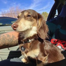 Katara - Dachshund