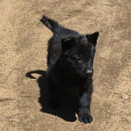 Pink girl - Black female German Shepherd puppy in Lake George, Colorado from High Country German Shepherds