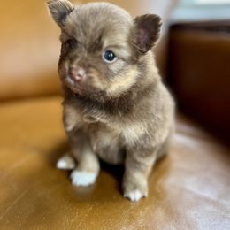 Dorothy - Chocolate and tan female Pomeranian puppy in Tennessee from Hollis Creek Farm