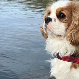 Cavalier King Charles Spaniels from TK King Charles Spaniels