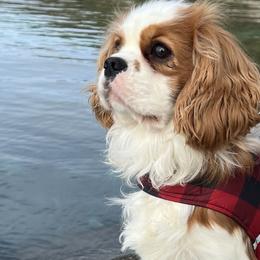 Cavalier King Charles Spaniels from TK King Charles Spaniels